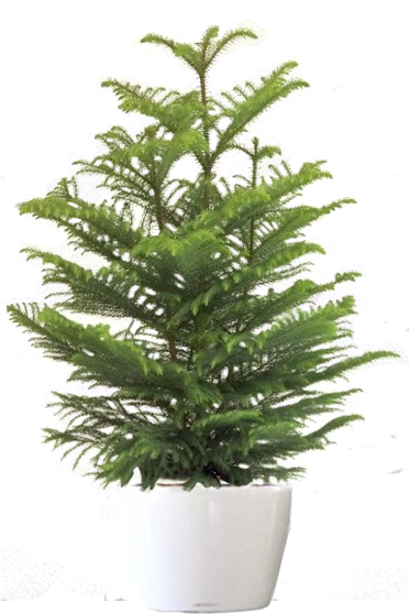 Rent A Plant Main - Norfolk Island Pine Png (371x578), Png Download
