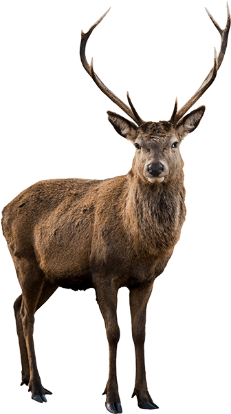 Big Game Hunting Lodge In Kansas City Picture Library - Олень На Белом Фоне (600x600), Png Download