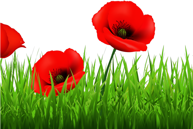 Poppy Clipart Wallpaper - Anzac Day Poppy Transparent (640x480), Png Download