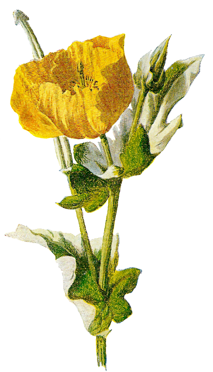 Wildflower Poppy Image Download - Common Poppy (983x1600), Png Download