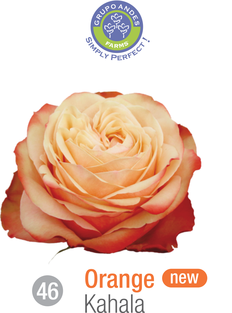 Rosa Variedad Kahala - Variedad De Rosa Kahala (800x1078), Png Download
