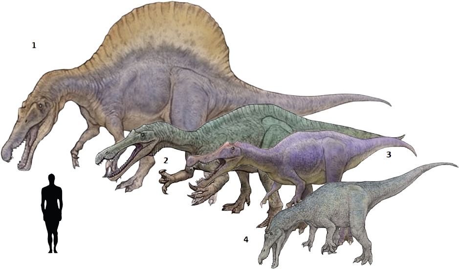 Spinosaurus Drawing Godzilla 2014 - Suchomimus Baryonyx Spinosaurus (964x567), Png Download