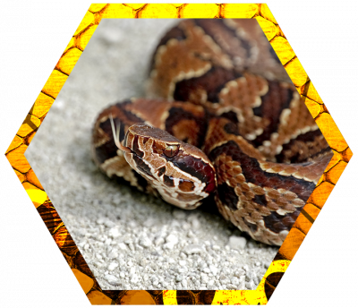 Also Called Water Moccasins, Cottonmouth Snakes Are - Common Snakes Florida (400x344), Png Download