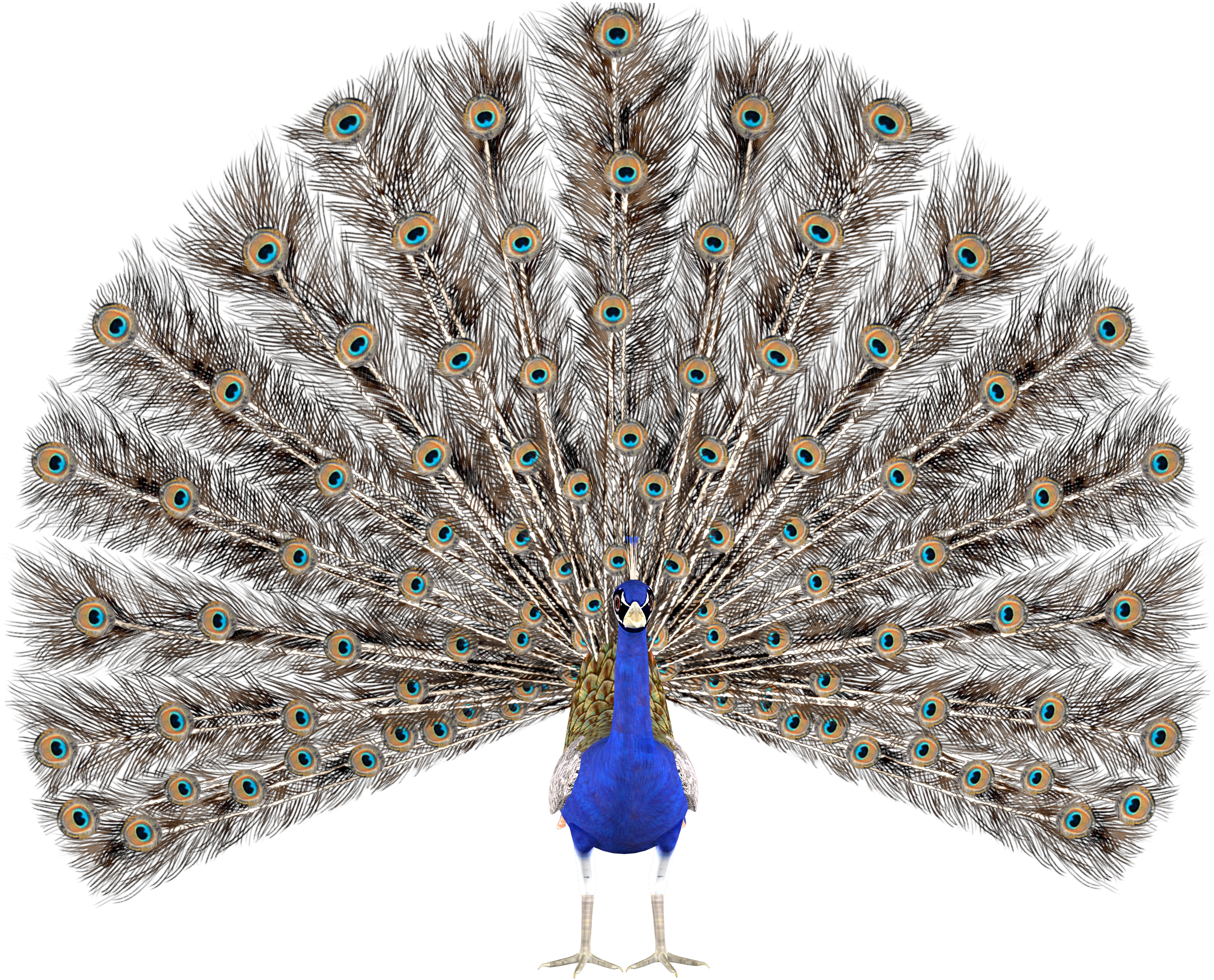 Peacock Stock Png Transparent - Peacock Blue Tote Bags, Adult Unisex, Natural (3000x2435), Png Download