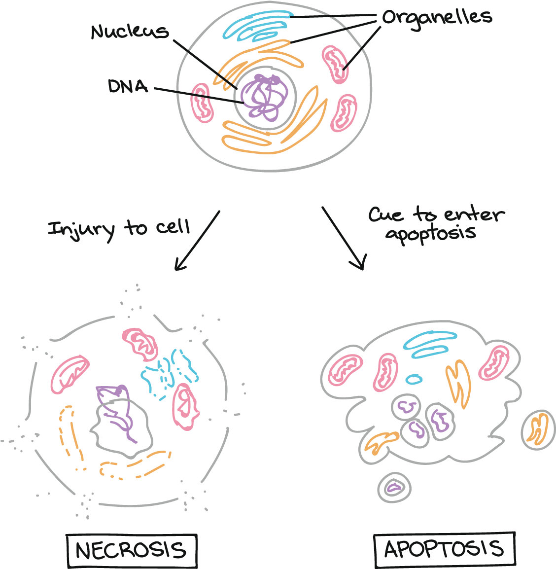 Cancer And The Cell Cycle - Nursing (1592x1192), Png Download
