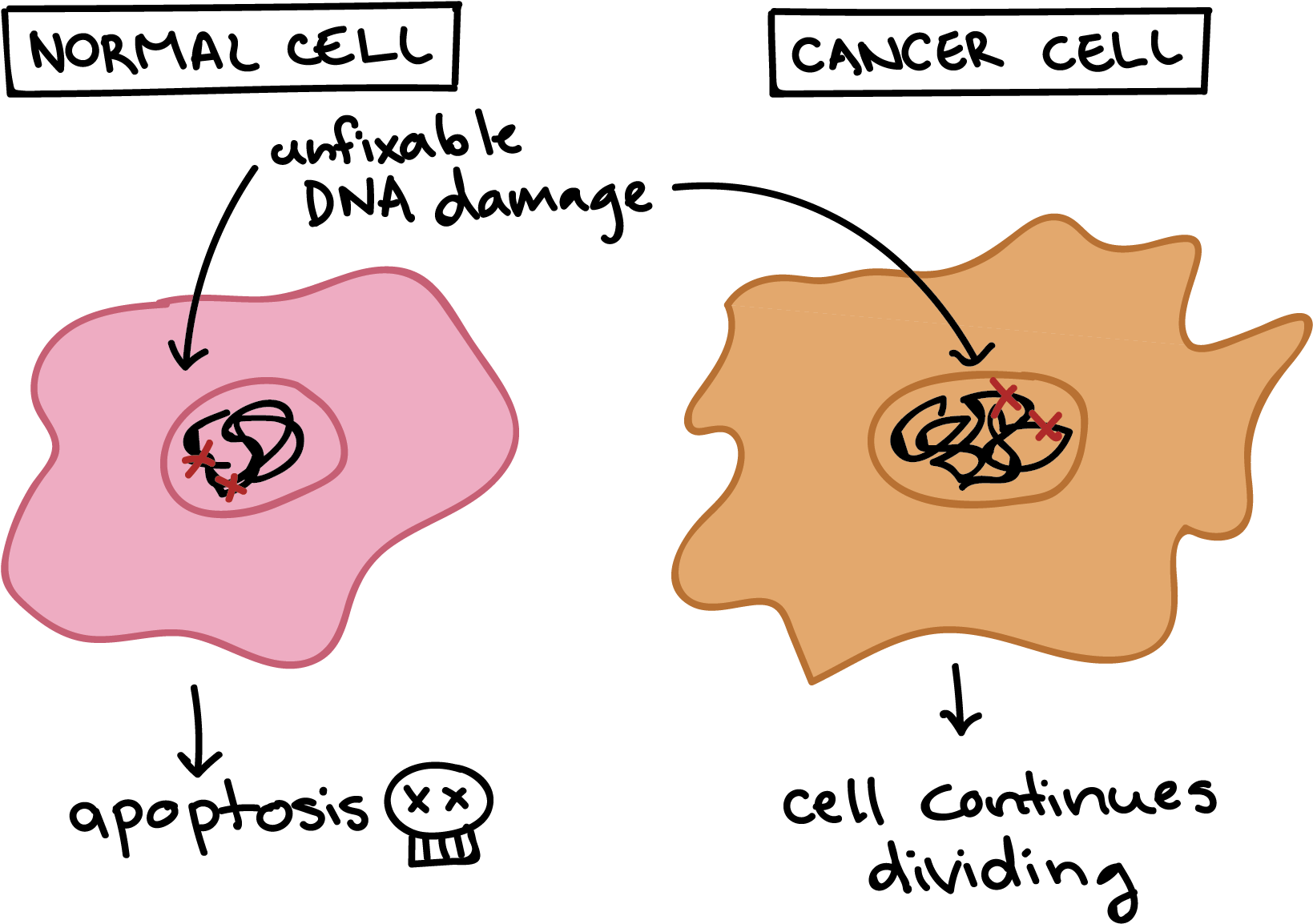 Vector Black And White Download Tumor For Free Download - Cell Cycle (1763x1246), Png Download