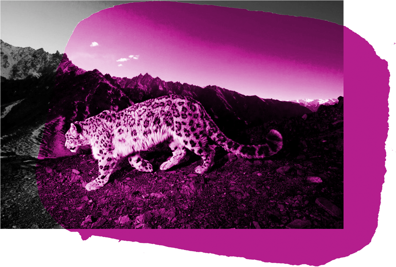 January 4 @ - Nature Mountain Animal Background (1500x1000), Png Download