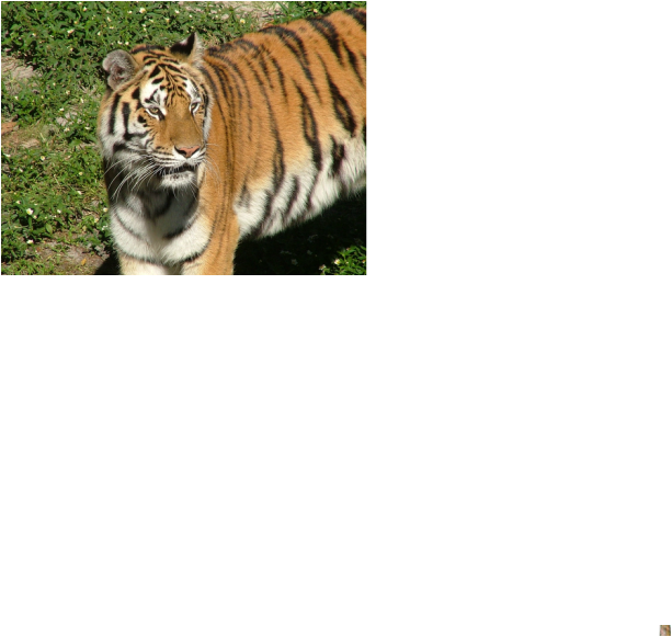 This Is One Of The Snow Leopards Enemies - Siberian Tiger (613x581), Png Download