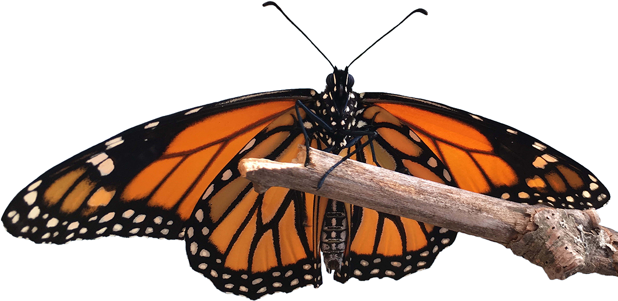 Monarch Lifecycle - Monarch Butterfly (1280x725), Png Download