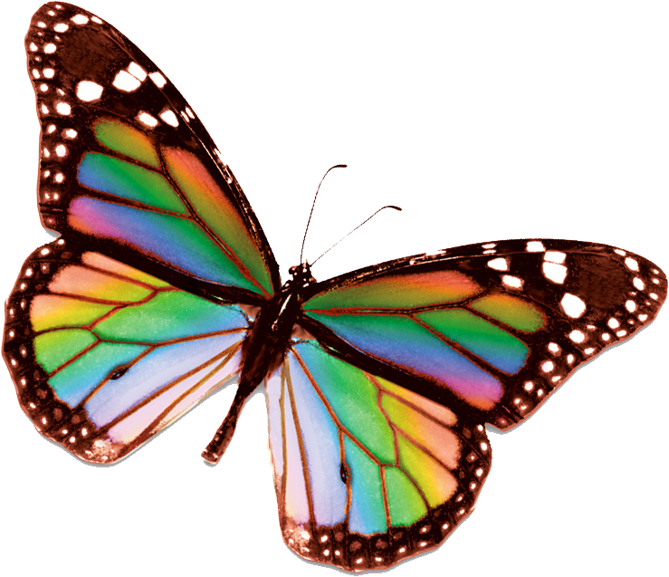 Rainbow Butterfly - Rainbow Butterfly No Background (745x640), Png Download