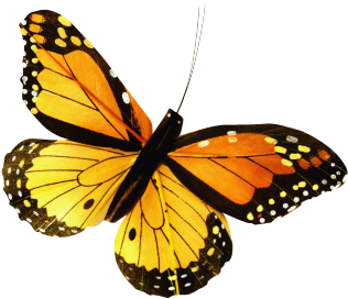 Butterfly - Photograph (414x414), Png Download