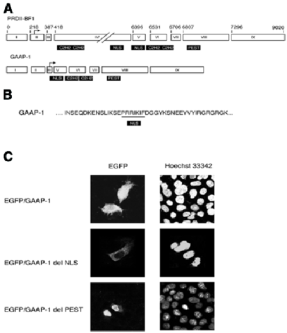 Schematic Representation Of The Exon Composition Of - Primary Transcript (850x491), Png Download