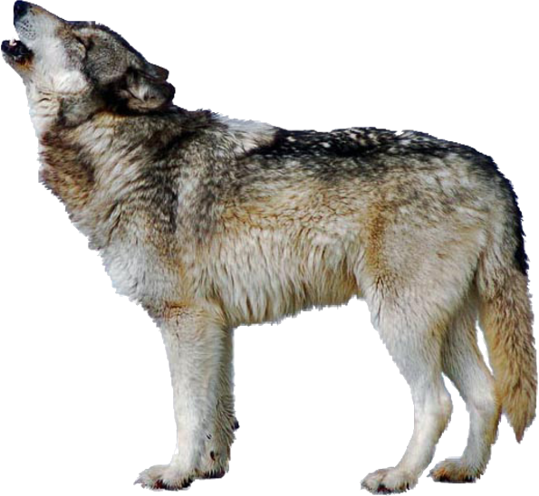 9/wolf - Slippery Tube Dude Meme (595x548), Png Download