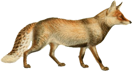 Dogs, Jackals, Wolves, And Foxes - Wolf (478x265), Png Download