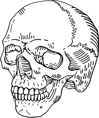 Archive - - Skull Png (332x396), Png Download