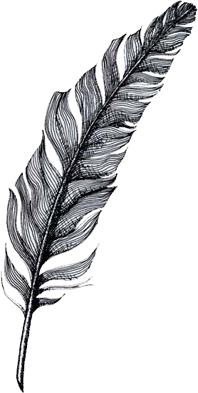Photo - Pluma Png (314x570), Png Download