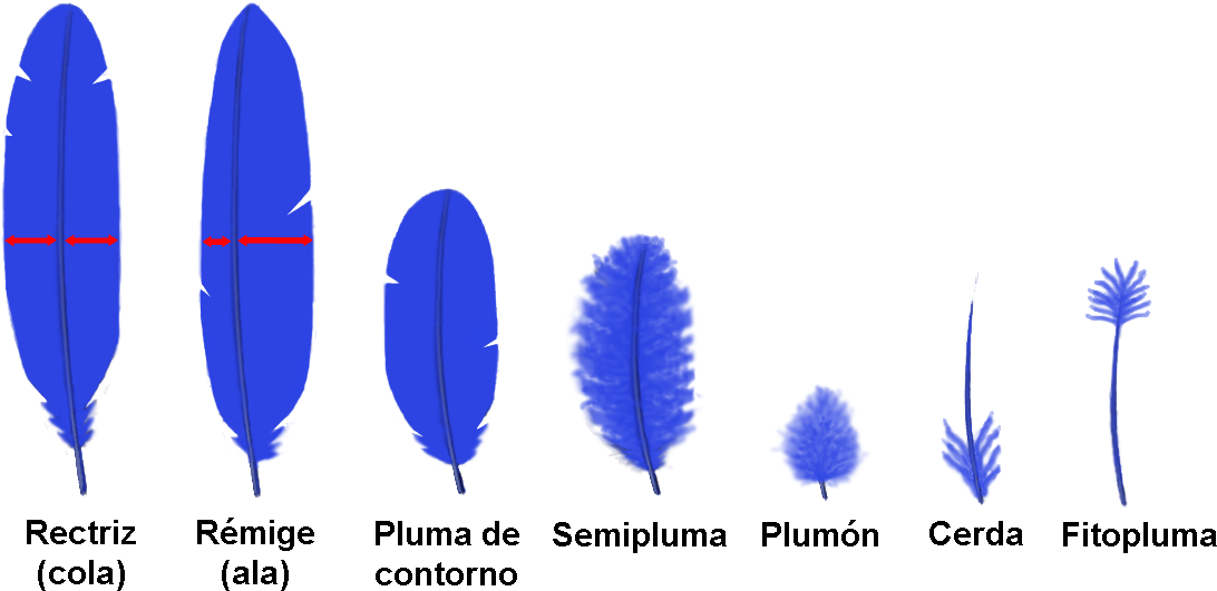 Tipos De Plumas - Tipos De Plumas De Aves (1152x582), Png Download
