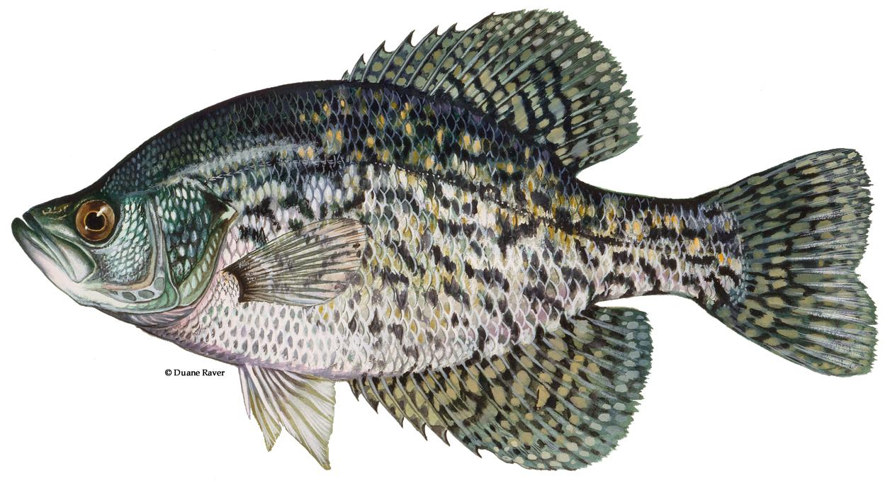 Illustration Of A Black Crappie - Black Crappie (1256x682), Png Download