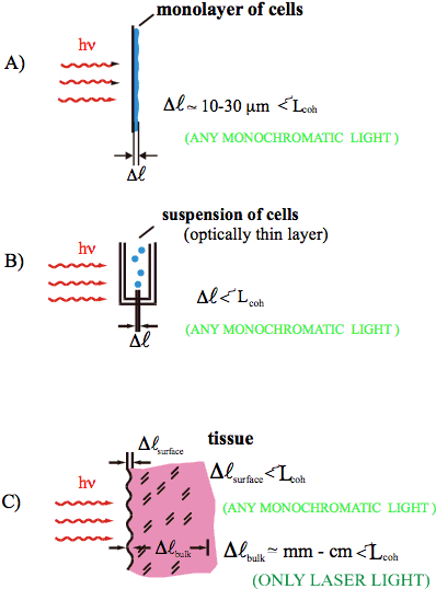 The Dimensions Of These Speckles At Every Occurrence - Coherence Of Light (413x575), Png Download