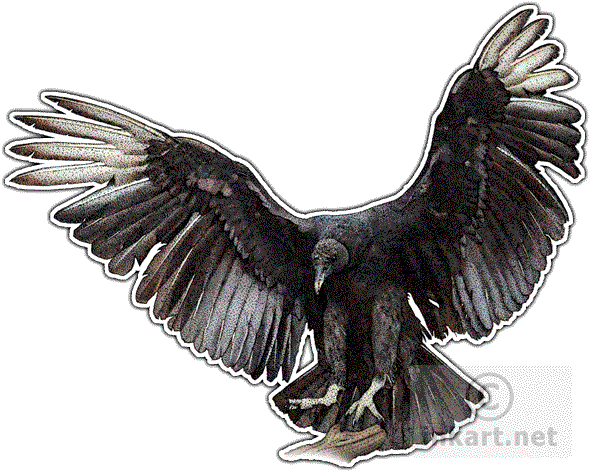 Wildlife Art - Vultures Of The World Throw Blanket (590x472), Png Download