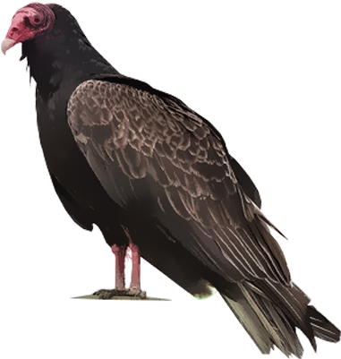 Turkey Vulture (400x400), Png Download