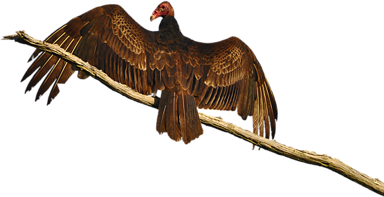 Bleed Area May Not Be Visible - United States Of America (600x480), Png Download