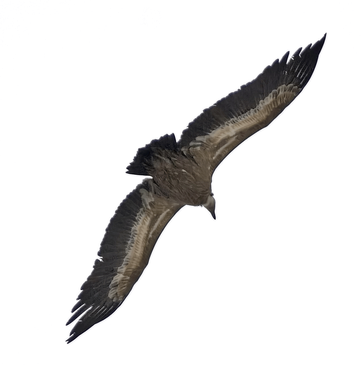 Visit - Buzzard (1187x1206), Png Download