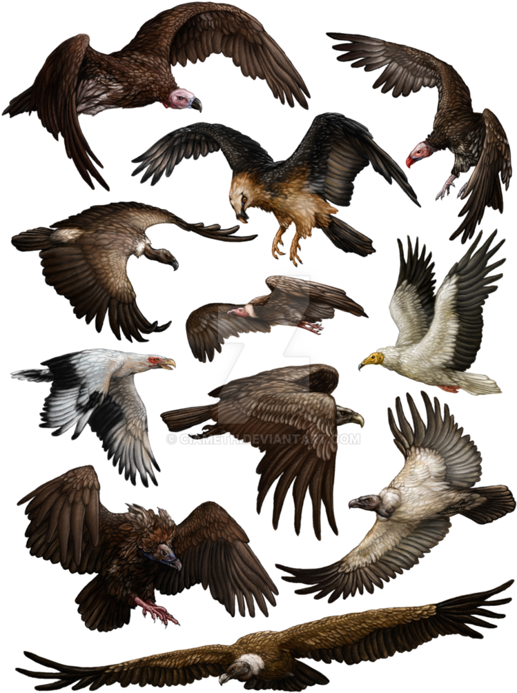 Vultures Of Africa By Ciameth On Deviantart - Vultures Of Africa (774x1032), Png Download
