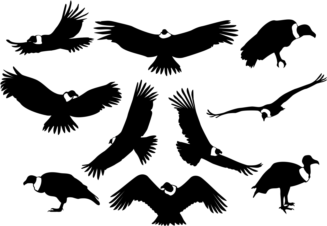 Picture Royalty Free Download Bird Of Prey Silhouette - Vulture Silhouette (1400x980), Png Download