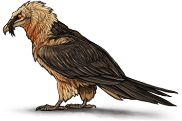 Bird (640x500), Png Download