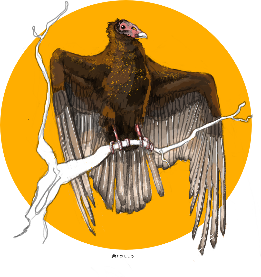 Turkey Vulture Tattoo Concept - Turkey Vulture Tattoo (1107x1184), Png Download