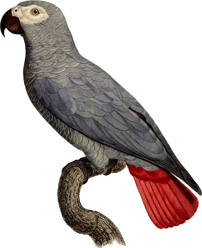 Parrot Bird Drawing Art - African Grey Parrot Illustration (648x794), Png Download