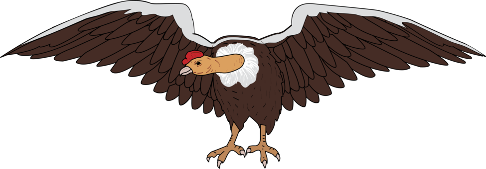 Bird The California Condor Vulture - Condor Png (975x340), Png Download
