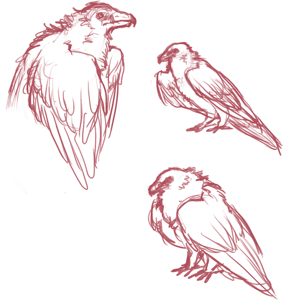 Bearded Vulture Sketch 2 By Kiolen On Deviantart - Bearded Vulture Drawing (986x1068), Png Download