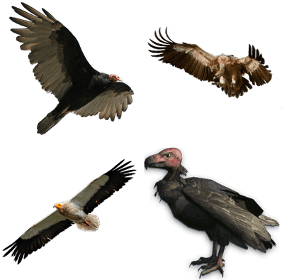 Our Land In The Beak Of Vultures (400x400), Png Download