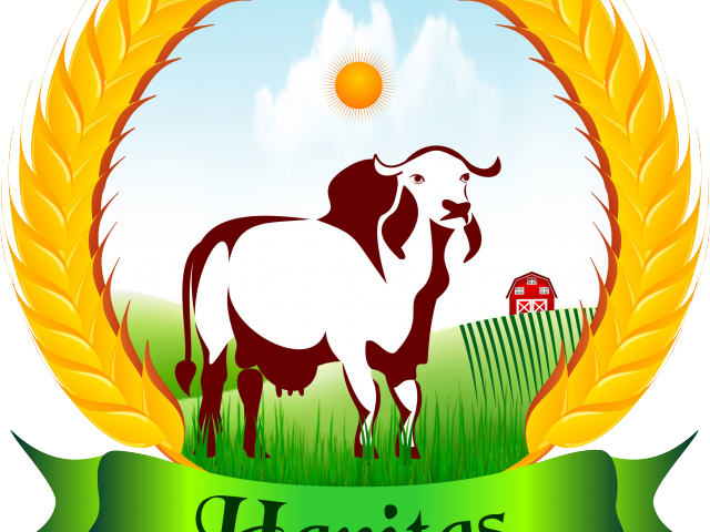 Bull Clipart Gir Cow - Desi Cow A2 Milk In Bangalore, Organic Milk In Bangalore (640x480), Png Download