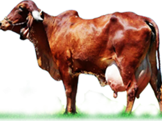 Ox Clipart Gir Cow - Gir Cow Information In Marathi (640x480), Png Download