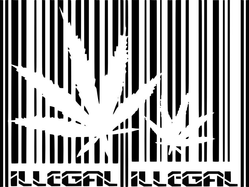 Straight Outta Weed - Gambar Hitam Putih Daun Ganja (610x458), Png Download