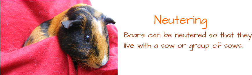 North East Guinea Pig Rescue - Guinea Pig (888x258), Png Download