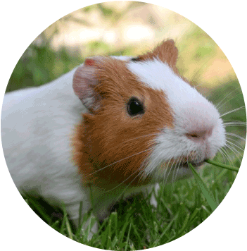 Chinchillas - Cochon D Inde Vie Combien De Temps (358x363), Png Download