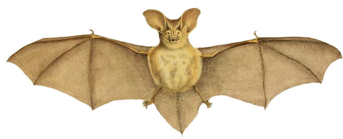 Bat With Dark Bat Wings Png - Vampire Bat (1181x485), Png Download