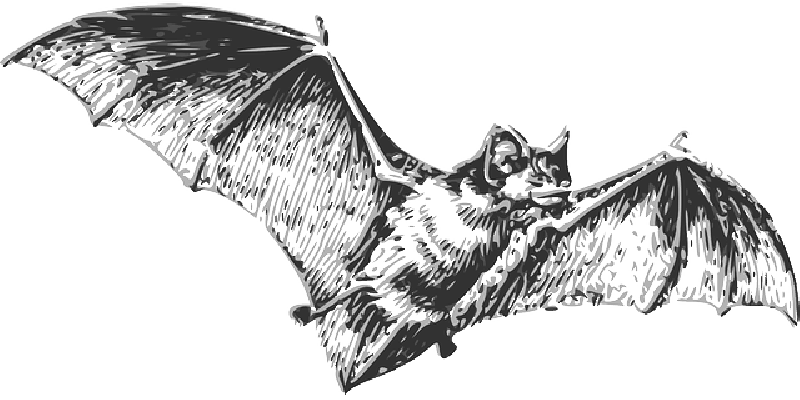 Mb Image/png - Bat Flying Black And White (800x400), Png Download
