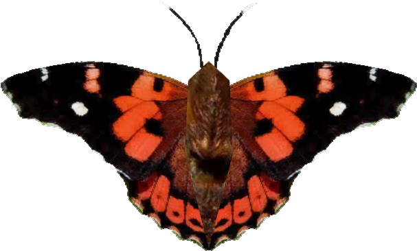 Kamehameha Butterfly (606x606), Png Download