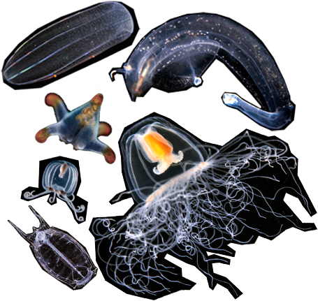 Gelatinous Zooplankton - Rhinoceros Beetle (500x500), Png Download