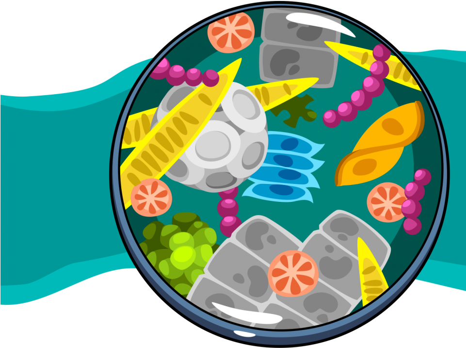 Graphic Food Web Activity Ask A Biologist Planktonic - Tropical Rainforest (960x832), Png Download