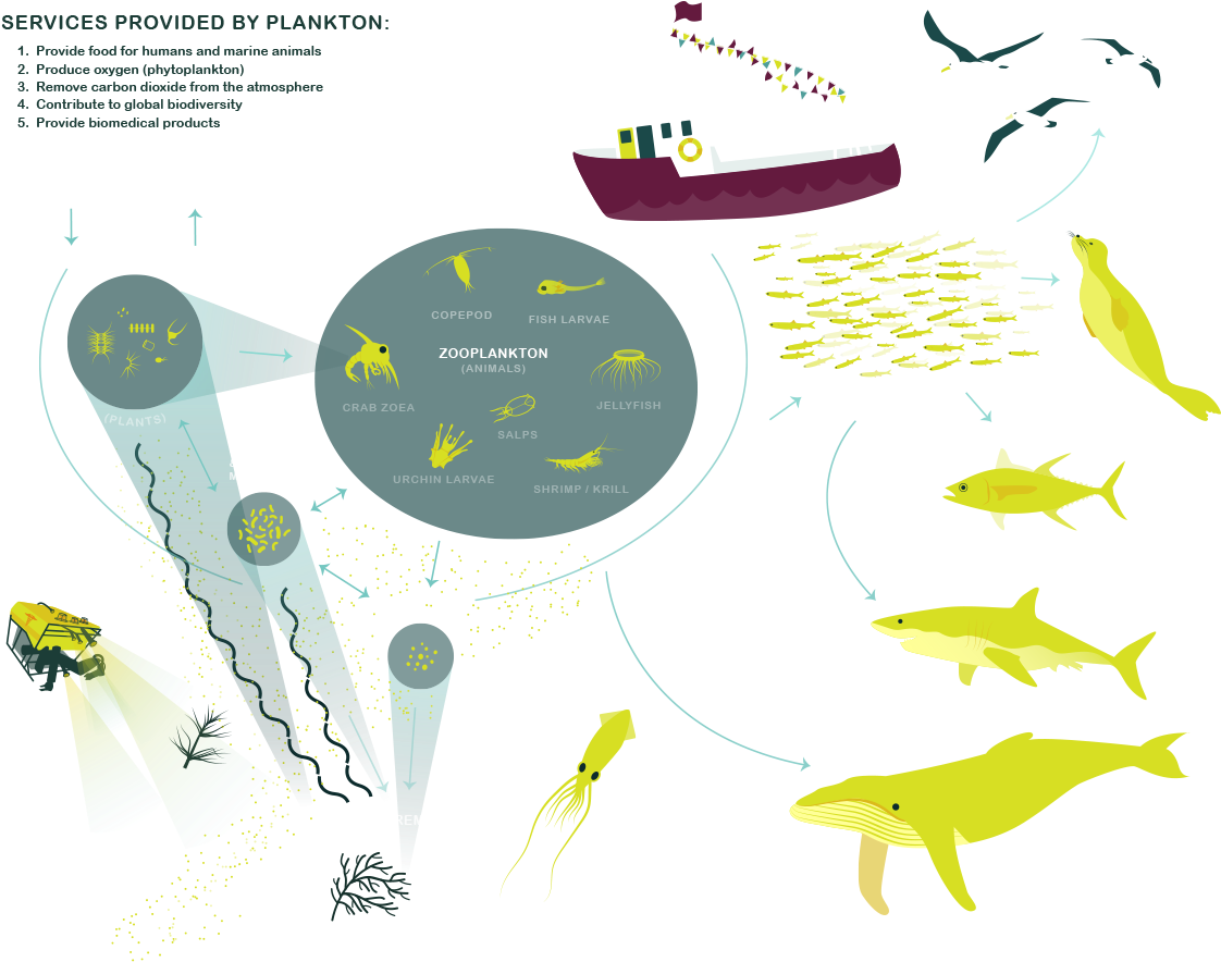 The National Data Science Bowl - Services Provided By Plankton (1200x950), Png Download