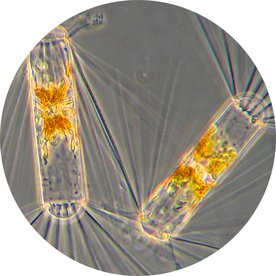 Asterionellopsis Chaetoceros Concavicornis Ditylum - Umbrella (540x540), Png Download