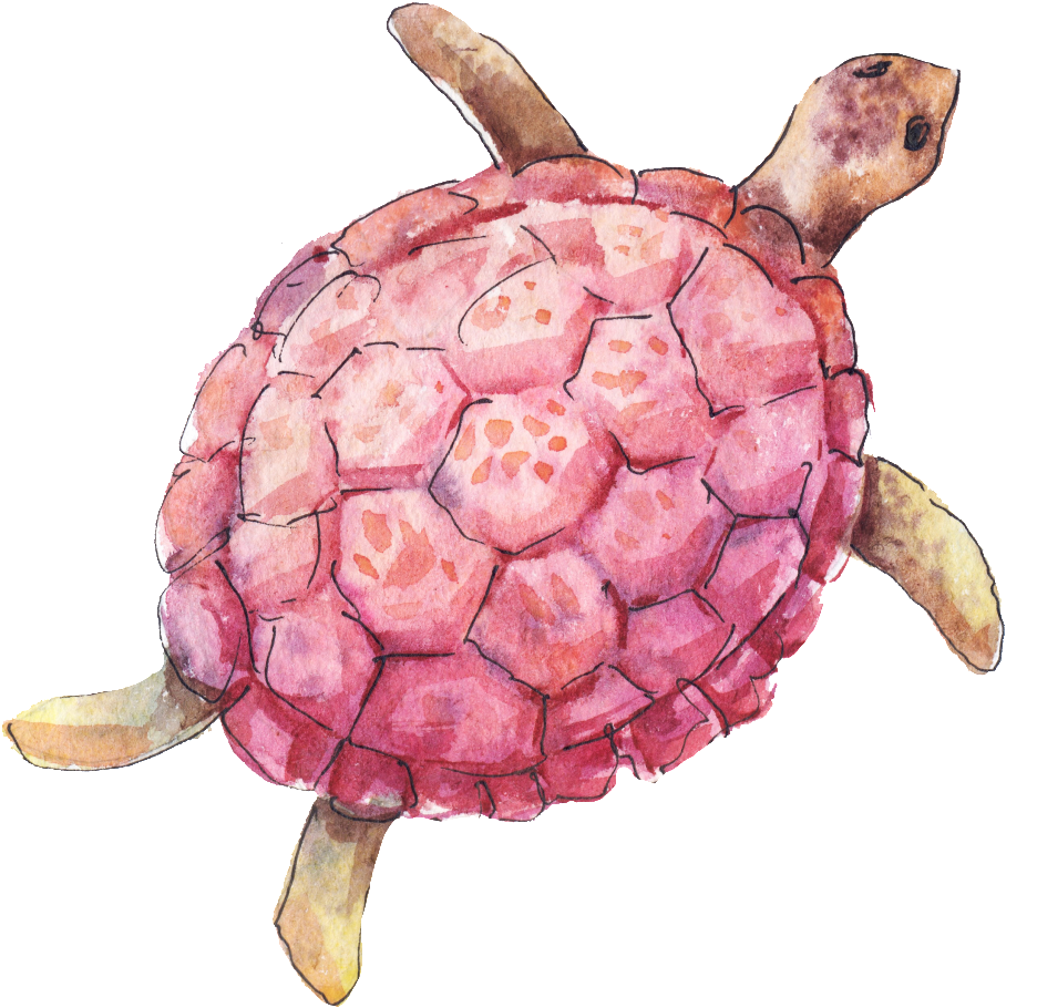 Sea Turtle (1024x1024), Png Download