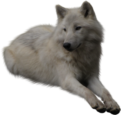 White Wolf With Transparent Background (400x382), Png Download