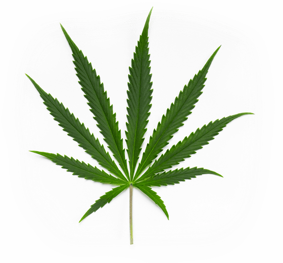 Cannabis Sativa Leaf - Ganja Leaf (560x520), Png Download